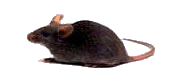 Черная Мышка